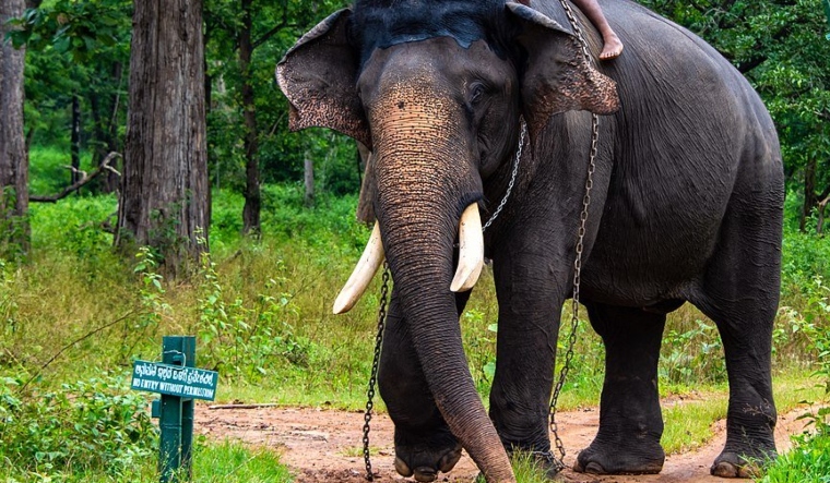 Wild elephant gored Arjuna before officials could fire tranquillizer, CM condoles jumbo's passing - Vimarsana News